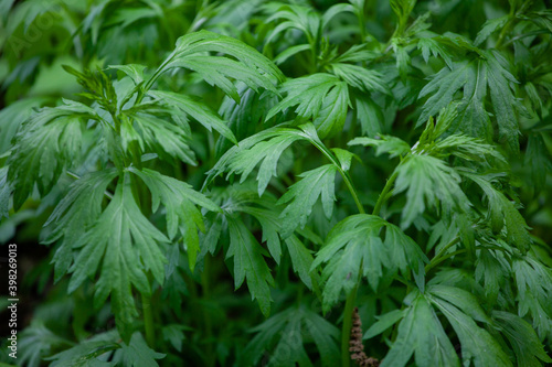 Artemisia vulgaris  the common mugwort  is a species of flowering plant in the daisy family Asteraceae. Mugworts have been used medicinally and as culinary herbs.