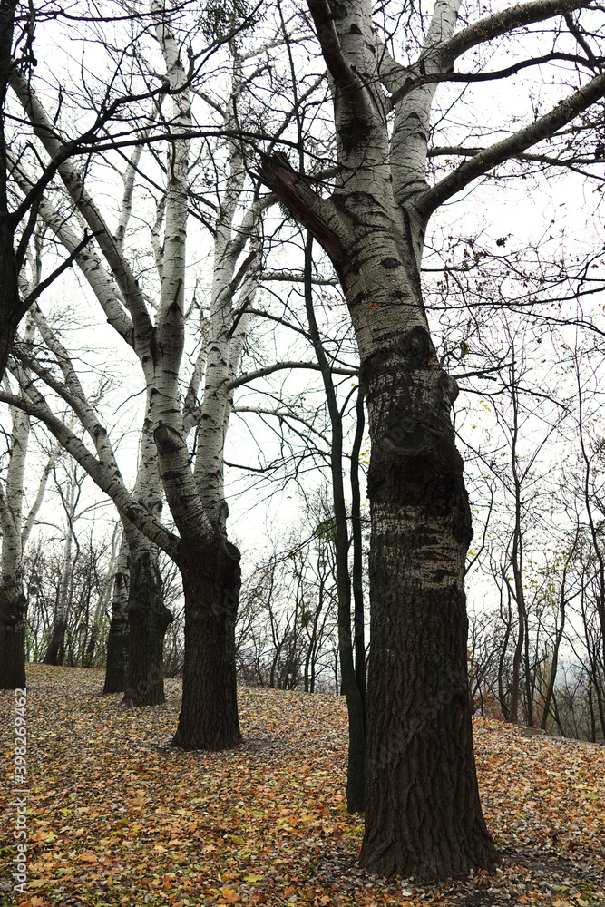 Fototapeta premium Trees without leaves in autumn park