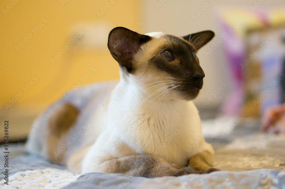 Beautiful siamese oriental cat lies on the bed
