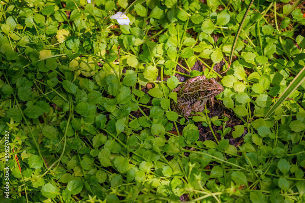 Pickerel Frog sits amongst green plants