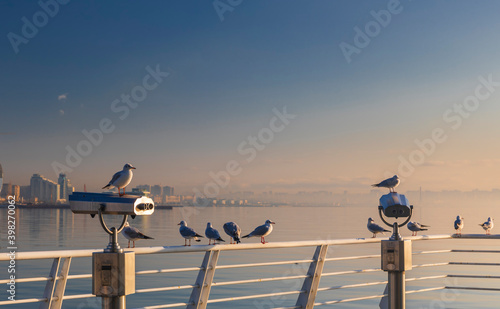 Seagulls sitting on the cur...