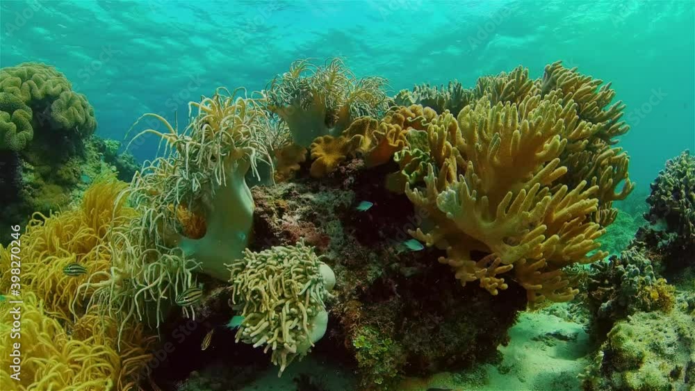 Tropical Fish Corals Marine Reef. Underwater Sea Tropical Life. Tropical underwater sea fishes. Underwater fish reef marine. Tropical colorful underwater seascape. Philippines. Tropical Fish Corals Marine Reef. Underwater Sea Tropical Life. Tropical underwater sea fishes. Underwater fish reef marine. Tropical colorful underwater seascape. Philippines.