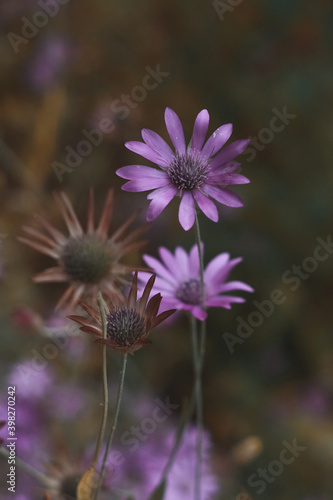 Beautifull purple flowers/