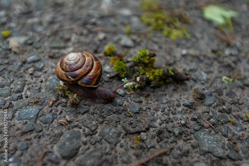 Close up of Brown lipped Snail