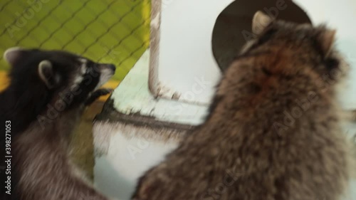 American raccoon. Young curious hungry racoon looking around the house for food. Urban raccoons at residential homes. Portrait of coon relaxing in wooden home. Funny lazy animal. photo