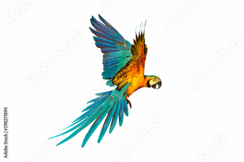 Colorful macaw parrot isolated on white background.