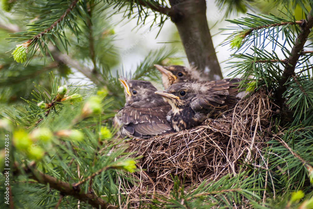 Close up of fieldfare chicks. Sitting in nest in spruce tree. Pine. Tweeting. Sweden. Scandinavia. Close up of fieldfare chicks. Sitting in nest in spruce tree. Pine. Tweeting. Sweden. Scandinavia.