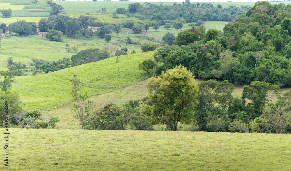 paisagem de campo com árvores