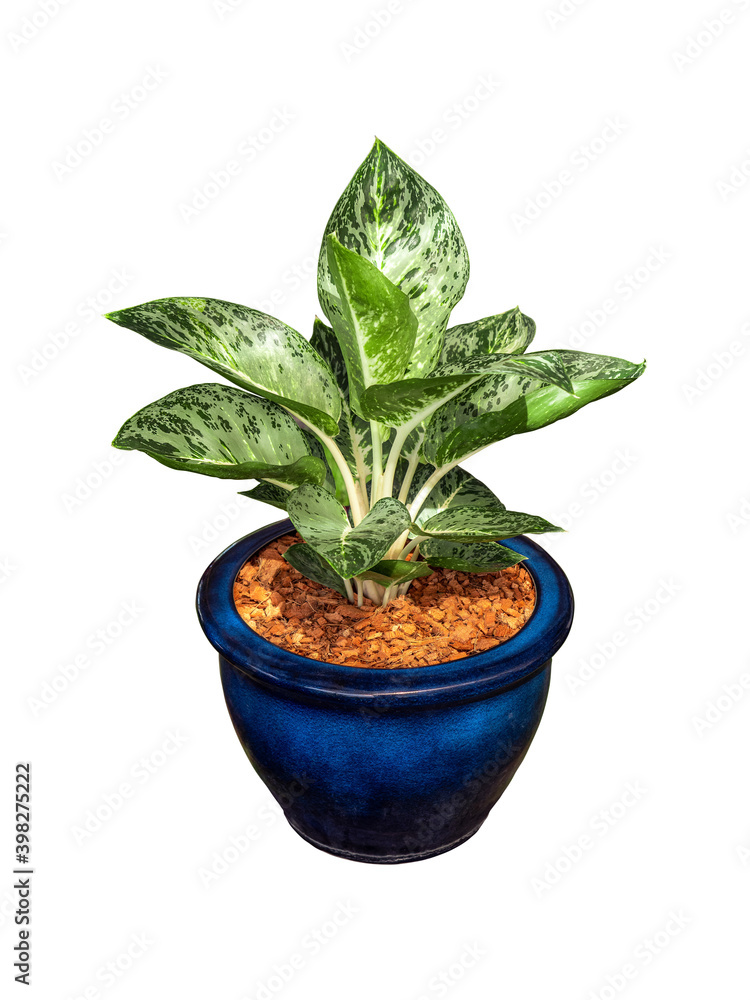 green and white aglaonema tree in blue ceramic pot with vivid beautiful leaves shrub by isolated with clipping path on white background for garden decoration green and white aglaonema tree in blue ceramic pot with vivid beautiful leaves shrub by isolated with clipping path on white background for garden decoration