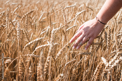 beautiful girl hand wheat field