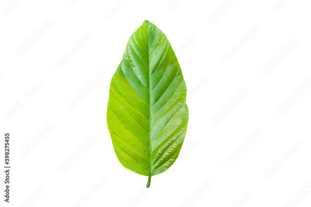 Obraz premium Beautiful spring green leaf on white background