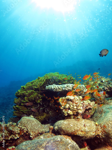 Moon jellyfish at the surface over a beautiful part of a  Red Sea coral reef