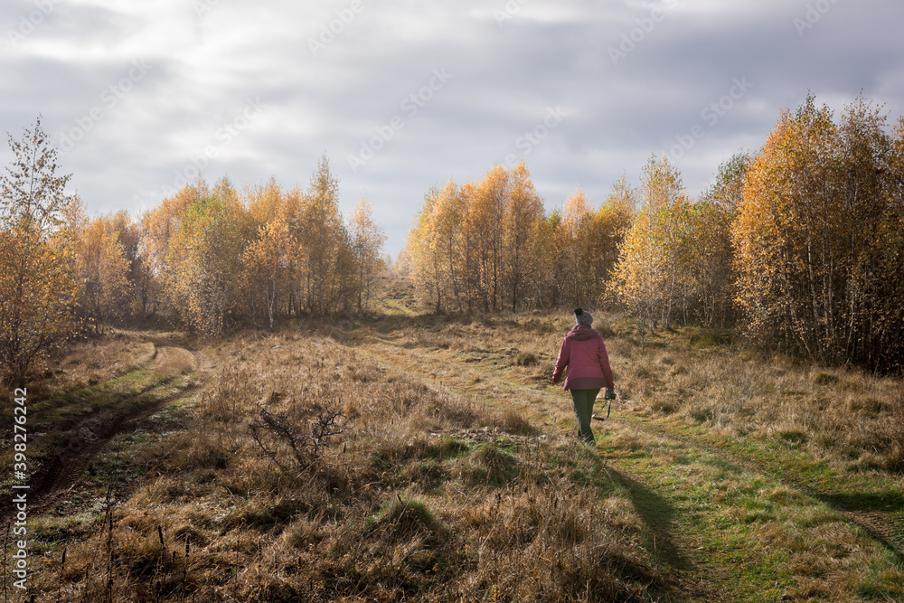 Adult woman hiking among yellow leafed birches