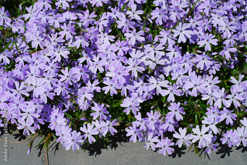 Blue creeping phlox subulata flowers in bloom