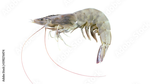 single white shrimp. pacific white shrimp (L. vannamei) 
