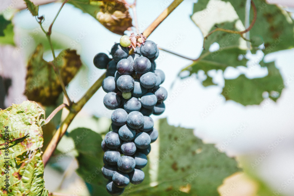 Large bunch of ripe purple wine grapes hanging on a branch with green leaves and lit with the sunlight