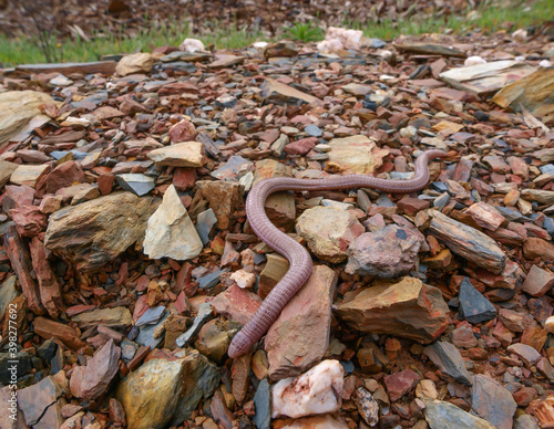 european worm lizard, Blanus cinereus in greece photo