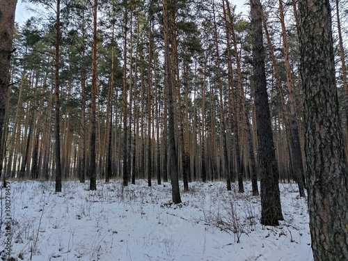 winter forest in winter