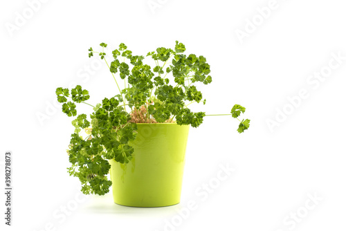 Closeup of parsley plant in a green metalllic pot on white background