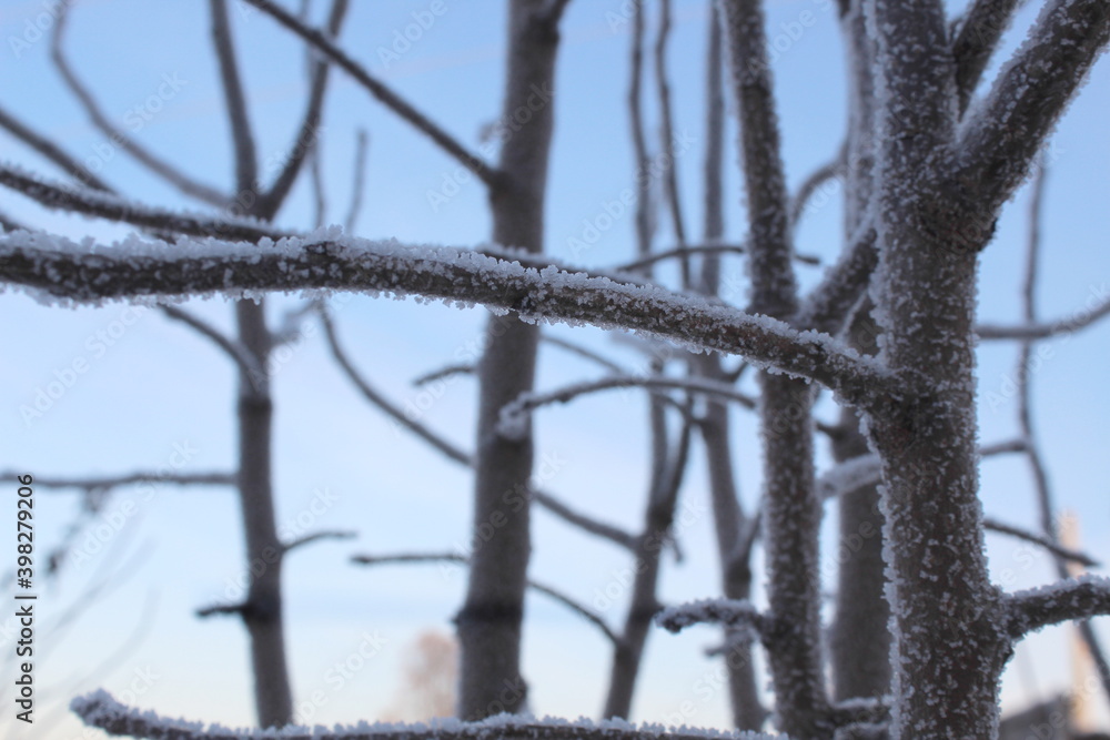 In winter frost appeared on the tree on a frosty clear day In winter frost appeared on the tree on a frosty clear day
