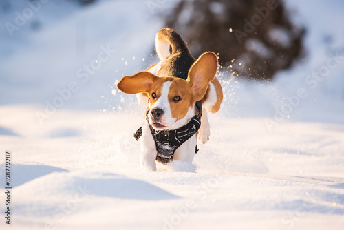 Beagle dog leaps through a snowy field toward the camera. Canine theme.