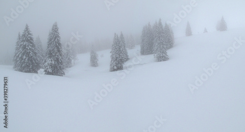 Winterliche Schwarzwald-Landschaft im Nebel