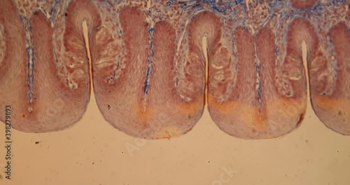 Rabbit tongue with taste buds under the microscope 100x  photo