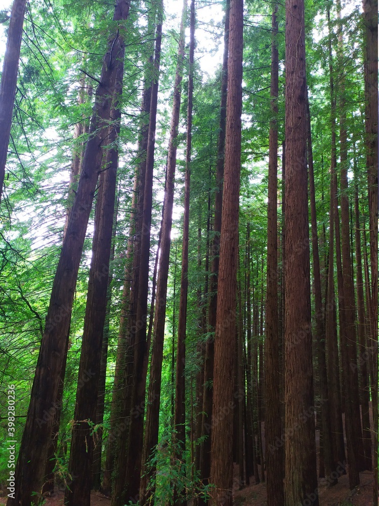 Obraz premium Bosque de secuoyas