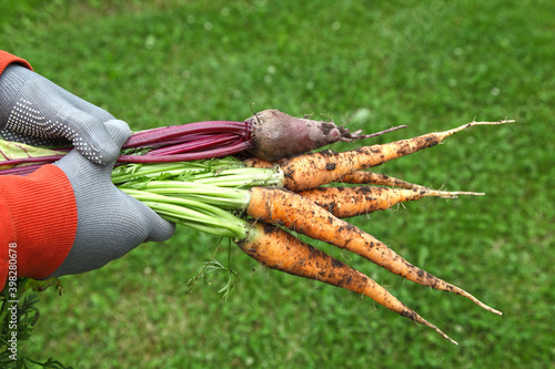 Harvesting onions, beets and carrots in the gardener's gloved hands. Grow vegetables through organic farming, vegetarian vegetables for a healthy diet.