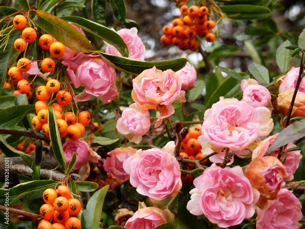 Obraz premium roses and cherries in autumn