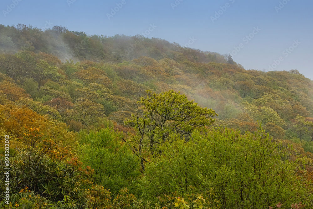 Autumn colors beginning in the misty mountain side