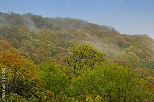 Autumn colors beginning in the misty mountain side