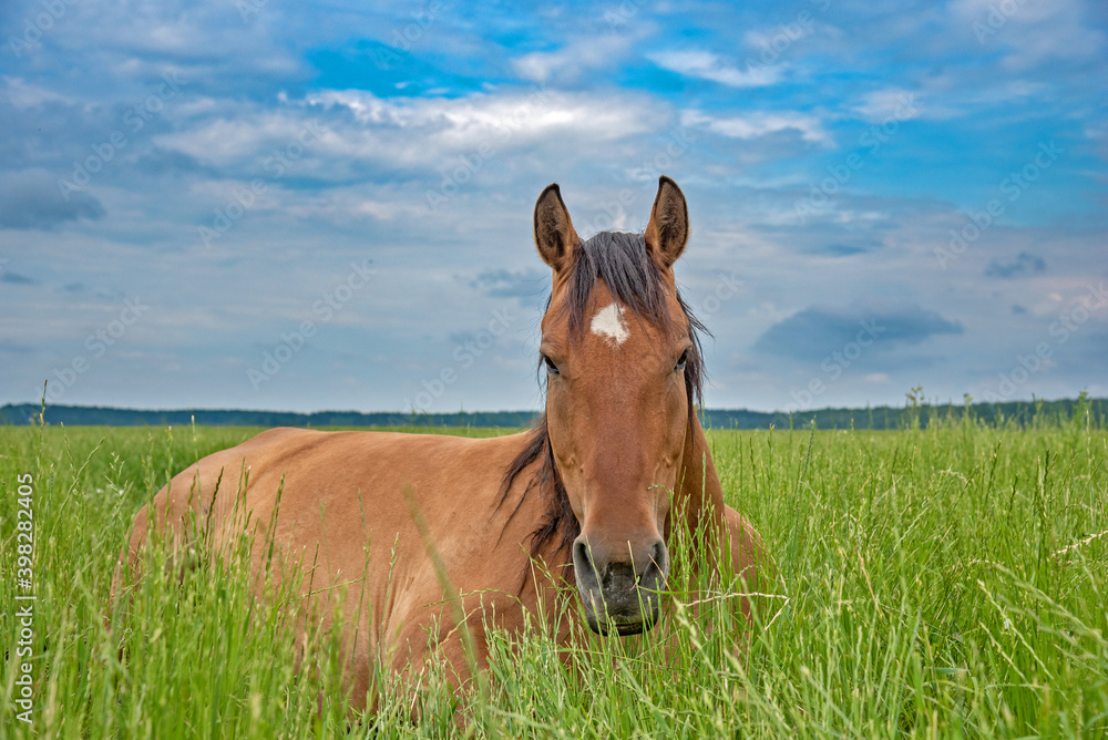 Fototapeta premium The horse grazes in the meadow in summer in cloudy weather.