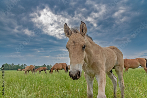 The horse grazes in the meadow in summer in cloudy weather.