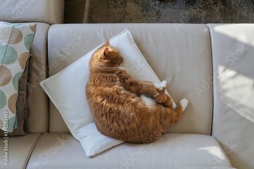 Tabby Cat Sleeping on Sofa Cushion