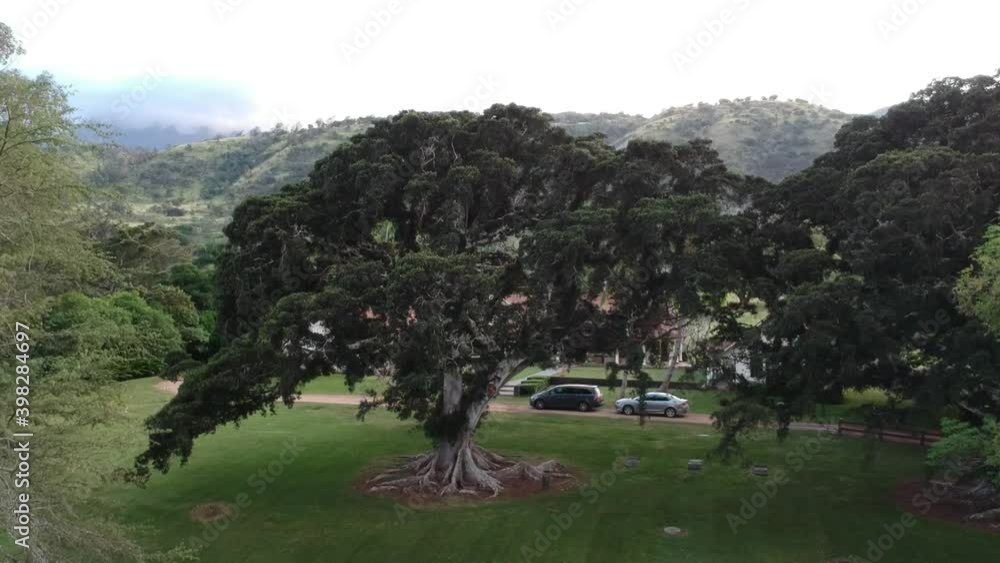 Upward motion of drone towards hawaiian buildings with mountains in the background and mowed lawn and ancient tree in the foreground Upward motion of drone towards hawaiian buildings with mountains in the background and mowed lawn and ancient tree in the foreground
