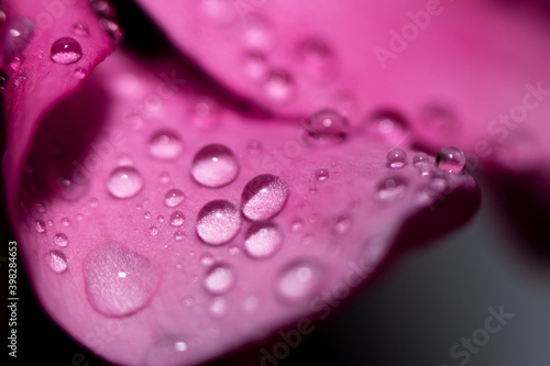 Water drops on pink leaves of a flower close-up with a dark background. Selective focus.