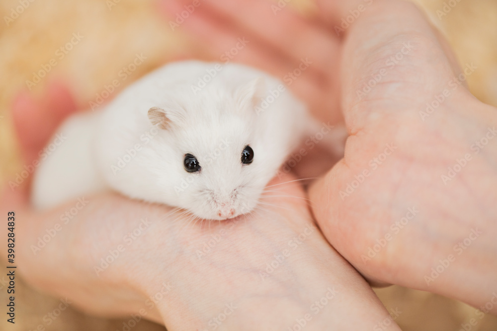 飼い主の手にのるハムスター 飼い主の手にのるハムスター