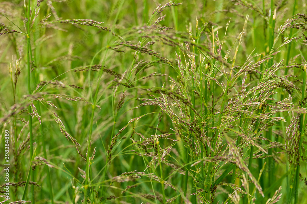 Countryside meadow grass and wild field flowers Countryside meadow grass and wild field flowers