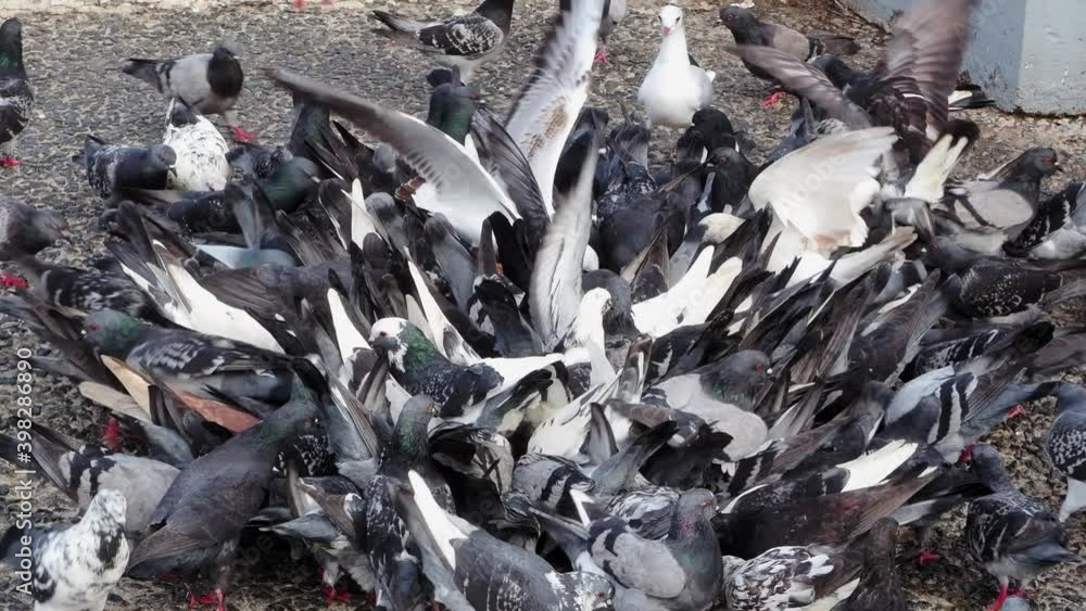 Pigeons and seagulls in a feeding frenzy Pigeons and seagulls in a feeding frenzy