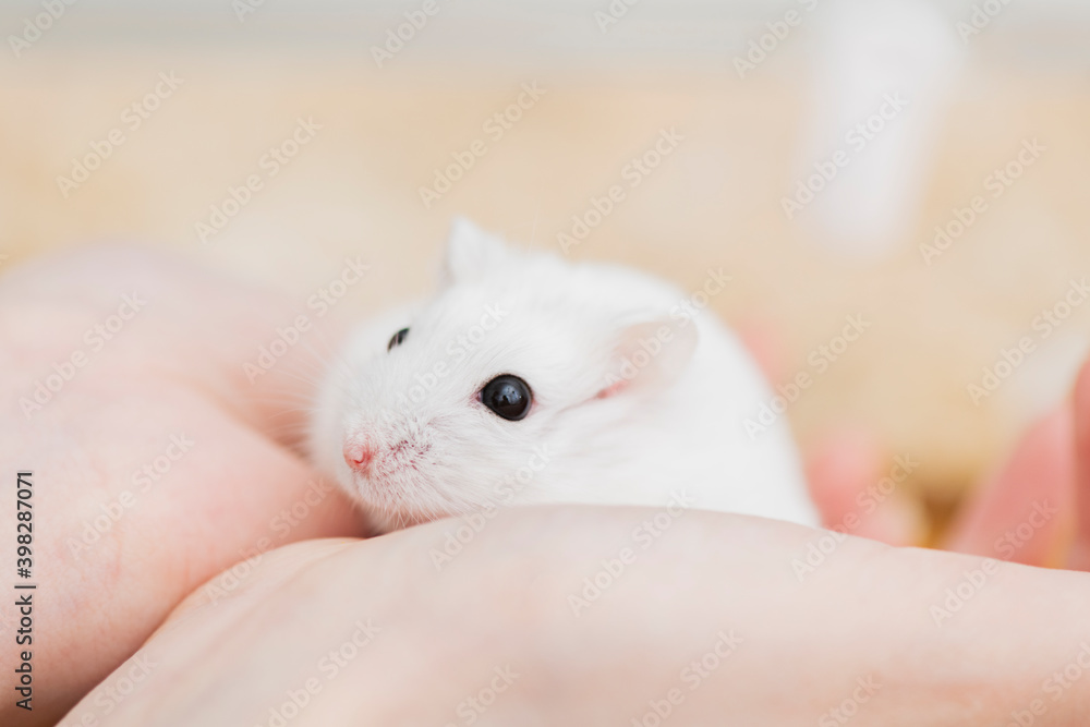 飼い主の手にのるハムスター 飼い主の手にのるハムスター