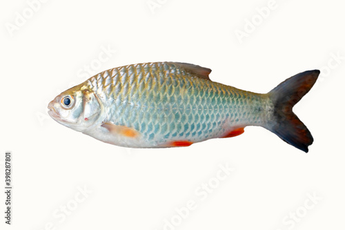 Fresh water fish isolate on white background. Closeup fish