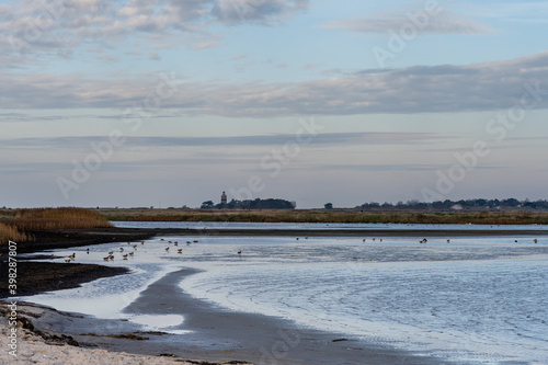 Fototapeta Naklejka Na Ścianę i Meble -  A sandy shoreline at a beautiful nature reserve. Picture from Falsterbo in Scania, southern Sweden