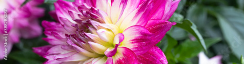 Single magenta and white dahlia bloom with spruce green leaves and a yellow center