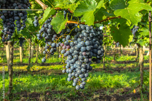 Wallpaper Mural Detail of sweet organic juicy grapevine in autumn. Close up of red grapes in a vineyard, panoramic background, grape harvest concept. Branches of fresh grapes growing in Moravia.Agricultural scene. Torontodigital.ca