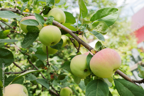 Ripe green apples on the tree. Green apples on a branch ready to be harvested. Closeup