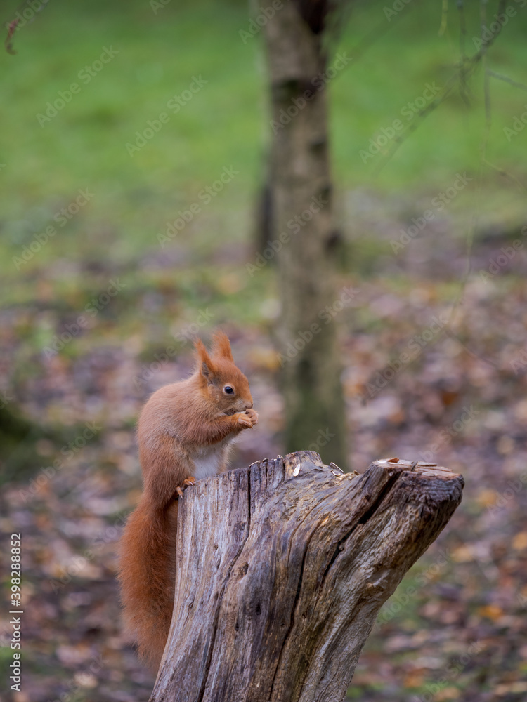 Fototapeta premium Red Squirrel Feeding on Tree Stump