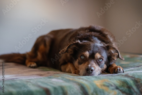 Portrait of a blind diabetic dog relaxed on the bed © Azahara