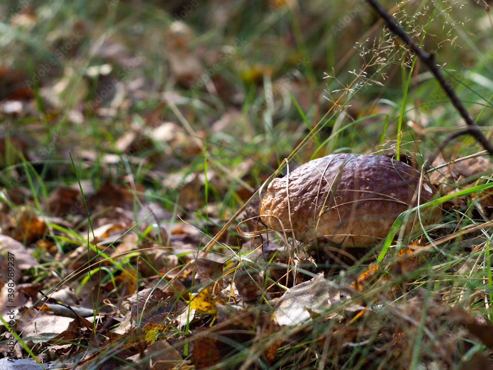 mushroom cap peeking out of the grass. search for mushrooms in the forest. white mushroom