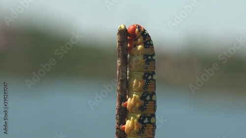 Camera flies around aterpillar Hyles Euphorbiae, Red head of thick greasy caterpillar hanging on vertical stem against background of blue sky and green meadow. Macro view Insect on wild photo